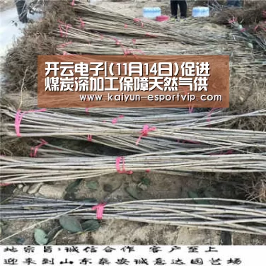 开云电子|(11月14日)促进煤炭深加工保障天然气供应(图1) 开云娱乐APP